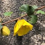 Fremontodendron californicum Blomst