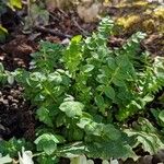 Polemonium reptans Leaf