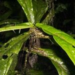 Quararibea pumila Diğer