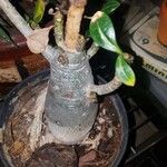 Adenium multiflorum Лист