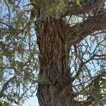 Prosopis cineraria Bark