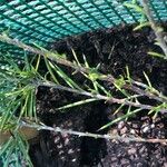 Grevillea juniperina List