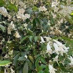 Pandorea pandorana പുഷ്പം