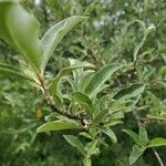 Elaeagnus commutata Flower