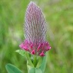 Trifolium rubens Çiçek