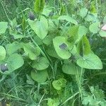 Aristolochia rotundaᱥᱟᱠᱟᱢ