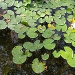 Nymphaea alba Blad