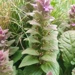 Ajuga pyramidalis Цветок