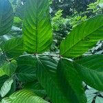 Leea guineensis Leaf