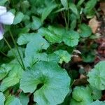 Viola hederacea 葉