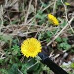 Tussilago farfaraফুল