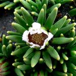Xenophyllum rigidum Çiçek