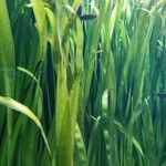 Zostera marina Folha
