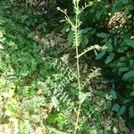 Sanguisorba verrucosa Buveinė