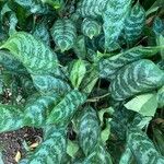 Aglaonema commutatumLeaf