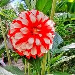 Dahlia pinnata Fleur