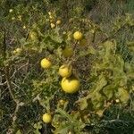 Solanum dimidiatum Fruit