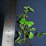 Hydrocotyle bowlesioides Otro