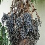 Trachycarpus fortunei Фрукт