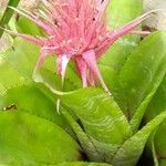 Aechmea fasciataBloem