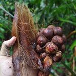 Sclerosperma mannii Frucht