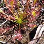 Drosera intermedia Žiedas