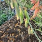 Crotalaria brevidens Fruto