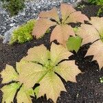 Rodgersia podophylla Лист