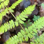 Dryopteris carthusiana Foglia