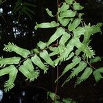 Lygodium microphyllum Folha