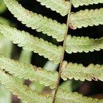 Arthropteris orientalis Other