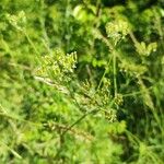 Chaerophyllum bulbosum Plod