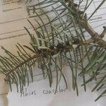 Abies concolor Fuelha