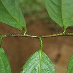 Ocotea atirrensis Hoja