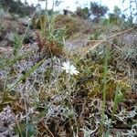 Stellaria longipes Fleur