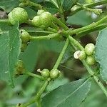 Zanthoxylum bungeanum 果実