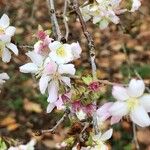 Prunus dulcis Floro