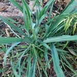 Yucca flaccida Leaf