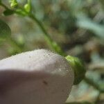 Penstemon fruticiformis Fruit