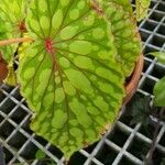 Begonia chlorosticta 葉