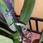 Phalaenopsis spp. Liść