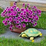 Petunia × atkinsiana Flower