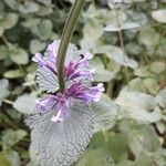 Nepeta grandiflora Flower
