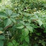 Rubus bertramii Blad