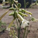 Nicotiana quadrivalvis Flor