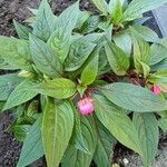 Impatiens hawkeri Leaf