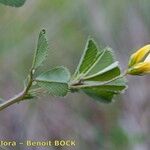 Medicago murex Άλλα