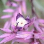 Tillandsia straminea Flower
