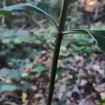 Asclepias variegata പുറംതൊലി