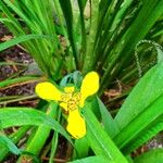 Trimezia steyermarkii Flower